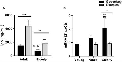 Exercise improves intestinal IgA production by T-dependent cell pathway in adults but not in aged mice